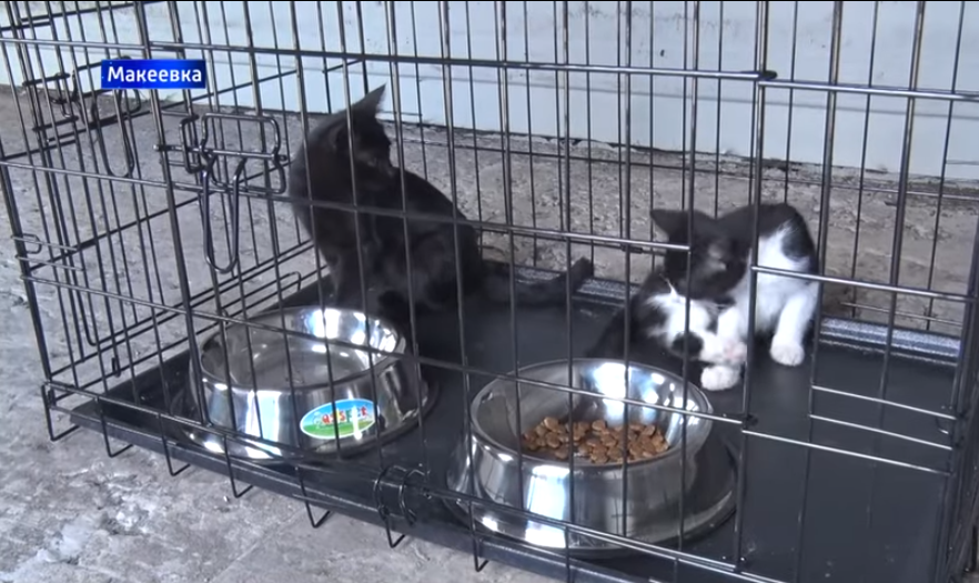Война доброте не помеха: в ДНР начал функционировать приют для бездомных животных