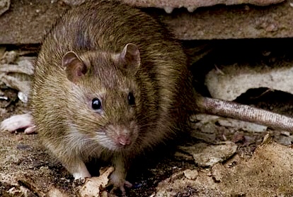 Общественники заметили жирных крыс на улицах Петербурга