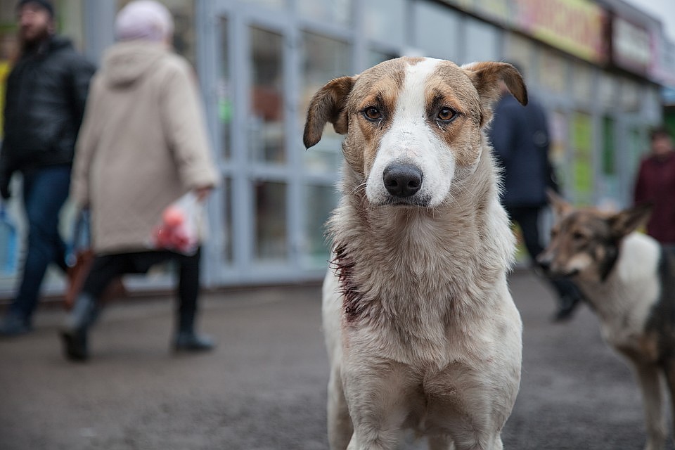 В Госдуме будут решать проблему бездомных собак