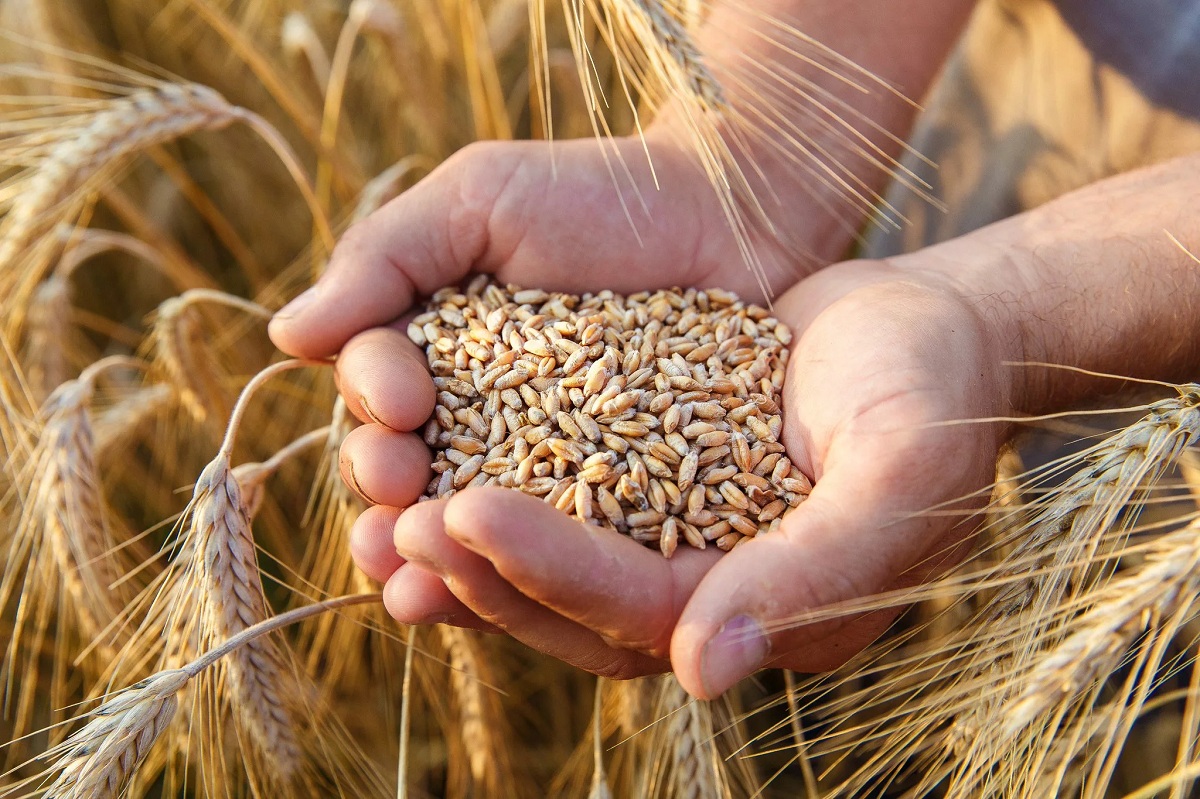 Украина экспортирует зерно в Европу через молдавский порт Джурджулешты