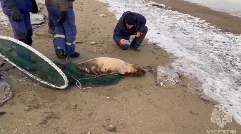 «Ангелам не всегда нужны крылья»: в Сахалинской области спасли, попавшего в западню тюленя