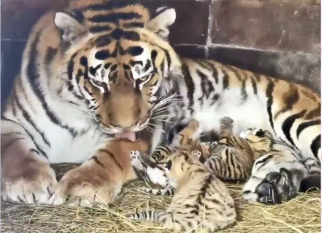 «Пасхальное чудо»: в барнаульском зоопарке родились львята и тигрята