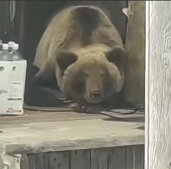 «Здесь и буду жить»: камчатский медведь променял берлогу на частный дом