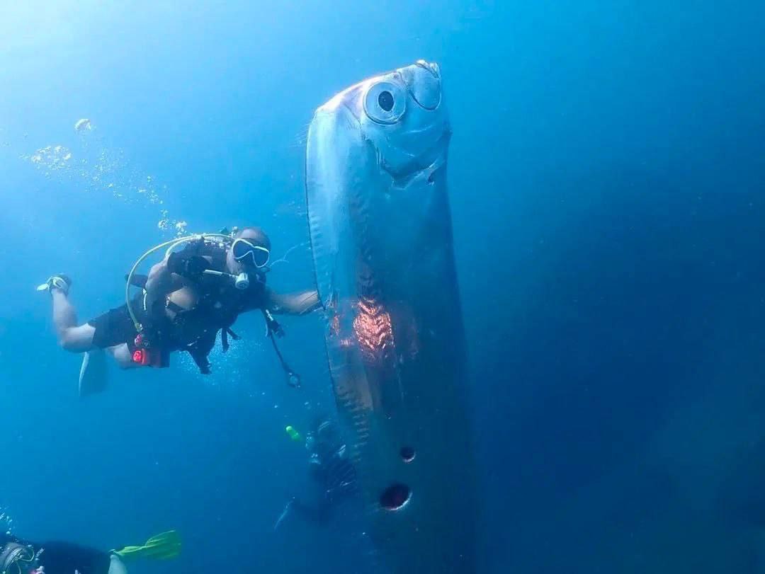 Рыба «Судного дня» найдена у берегов Тайваня
