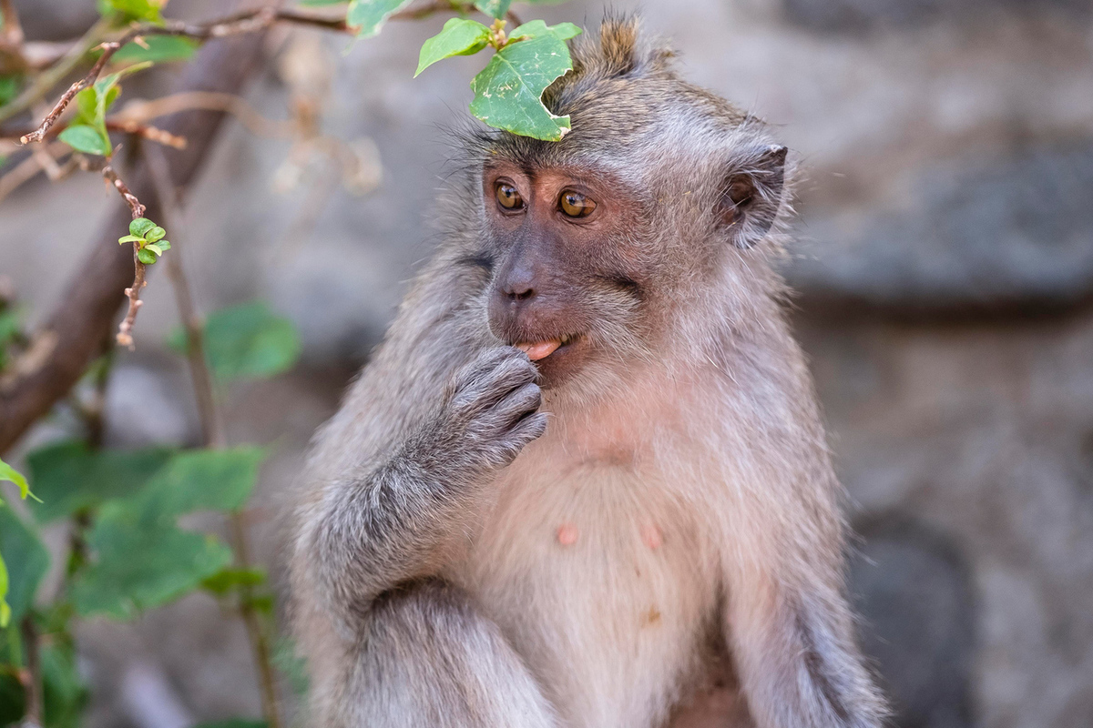 All inclusive, в том числе и интим с приматом: макака изнасиловала туриста