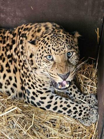 «Добро пожаловать домой»: сватовские леопарды переехали в «Дом тигра»