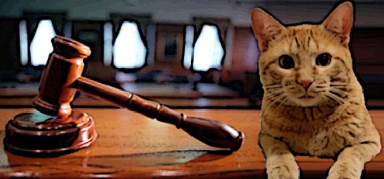 Кот тебе судья: пушистый любимец помог нарушителю закона избежать срока