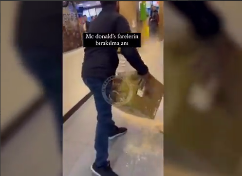 «Палестинские» мыши уже в Стамбуле: пропалестинский активист принес полную коробку мышей и выпустил их в McDonald’s