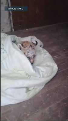 Спасибо, люди: тигренка сироту со сломанной лапой спасли в Хабаровском крае