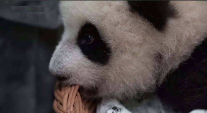 У Маленькой панды с Московского зоопарка появились первые зубки