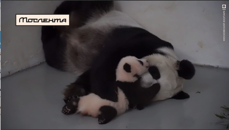 Счастливая панда – розовая панда: медведица Диндин затискала своего детеныша, что тот порозовел