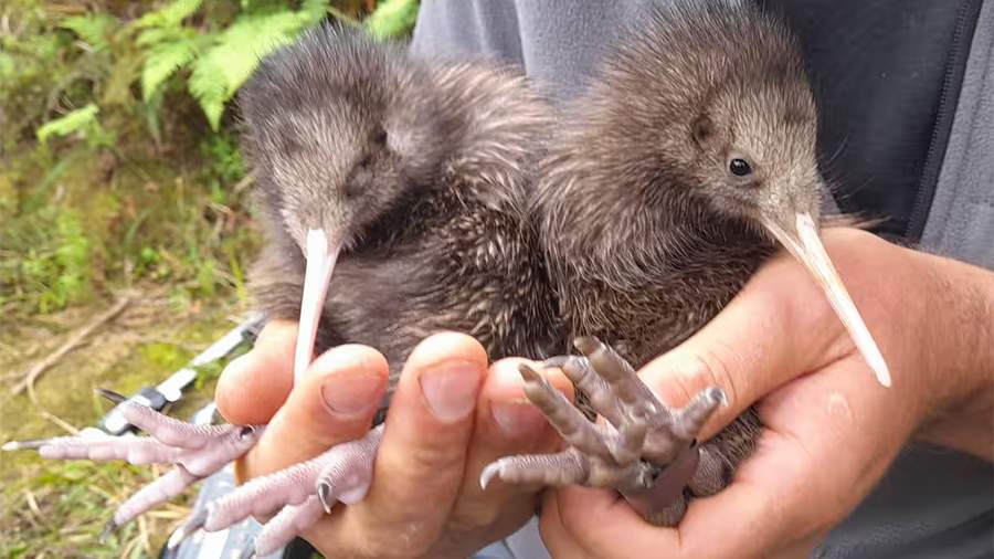 В Новой Зеландии впервые за сотню лет появились на свет птенцы киви