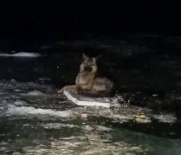 В Приморье появился свой Хатико: собака ждет хозяина на льду третью неделю