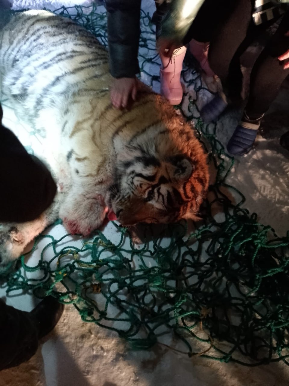 Преступник пойман: в Приморье отловили тигра, который воровал собак