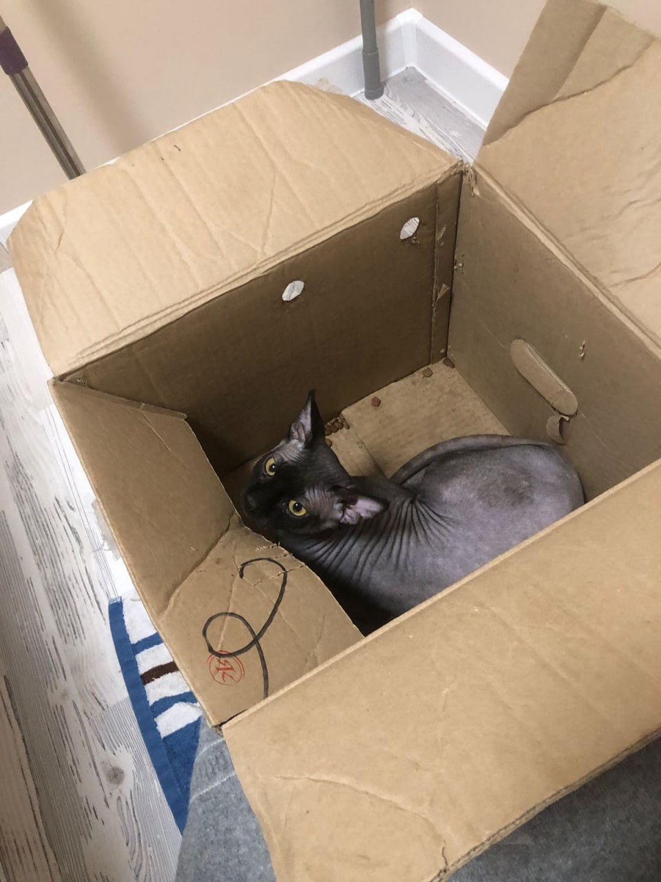 Жестокость, незнающая границ: запечатанного в коробку кота выбросили в мусорный контейнер