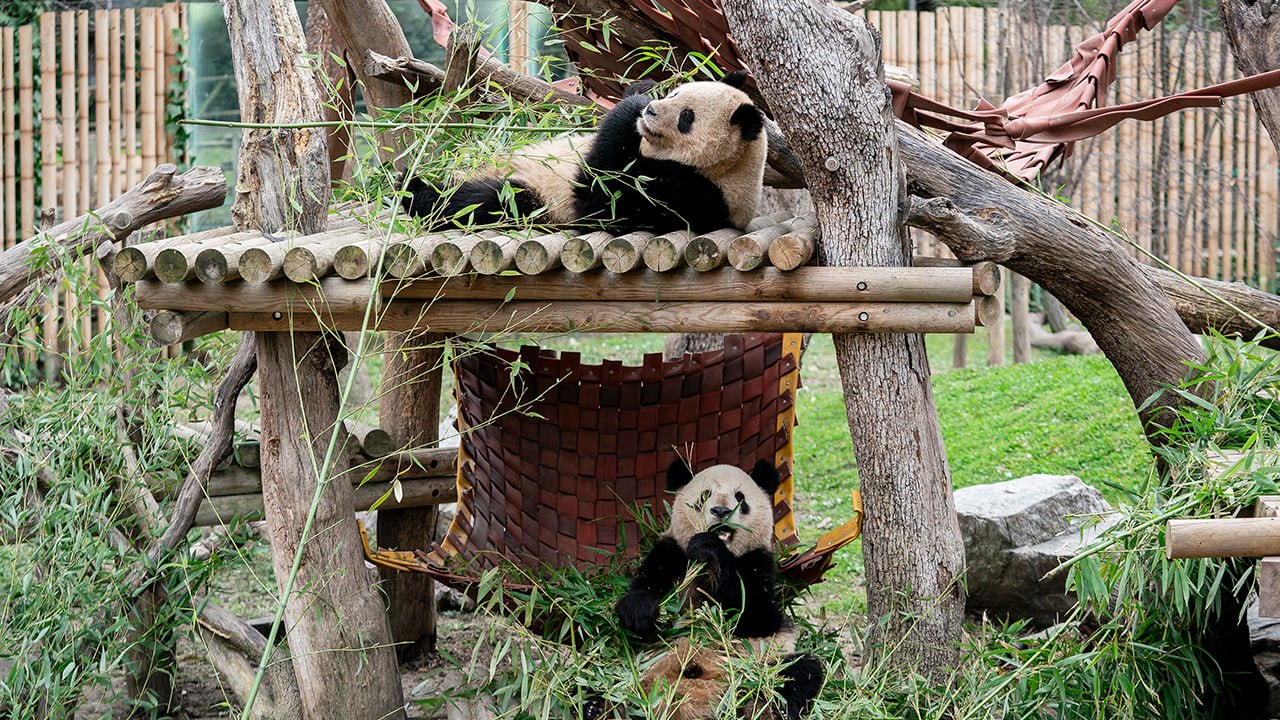 Печальные новости: панда Катюша по достижении пятнадцати лет вернется в Китай