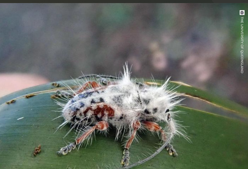 Удивительная природа: ученые обнаружили жука, о существовании которого раньше даже не подозревали