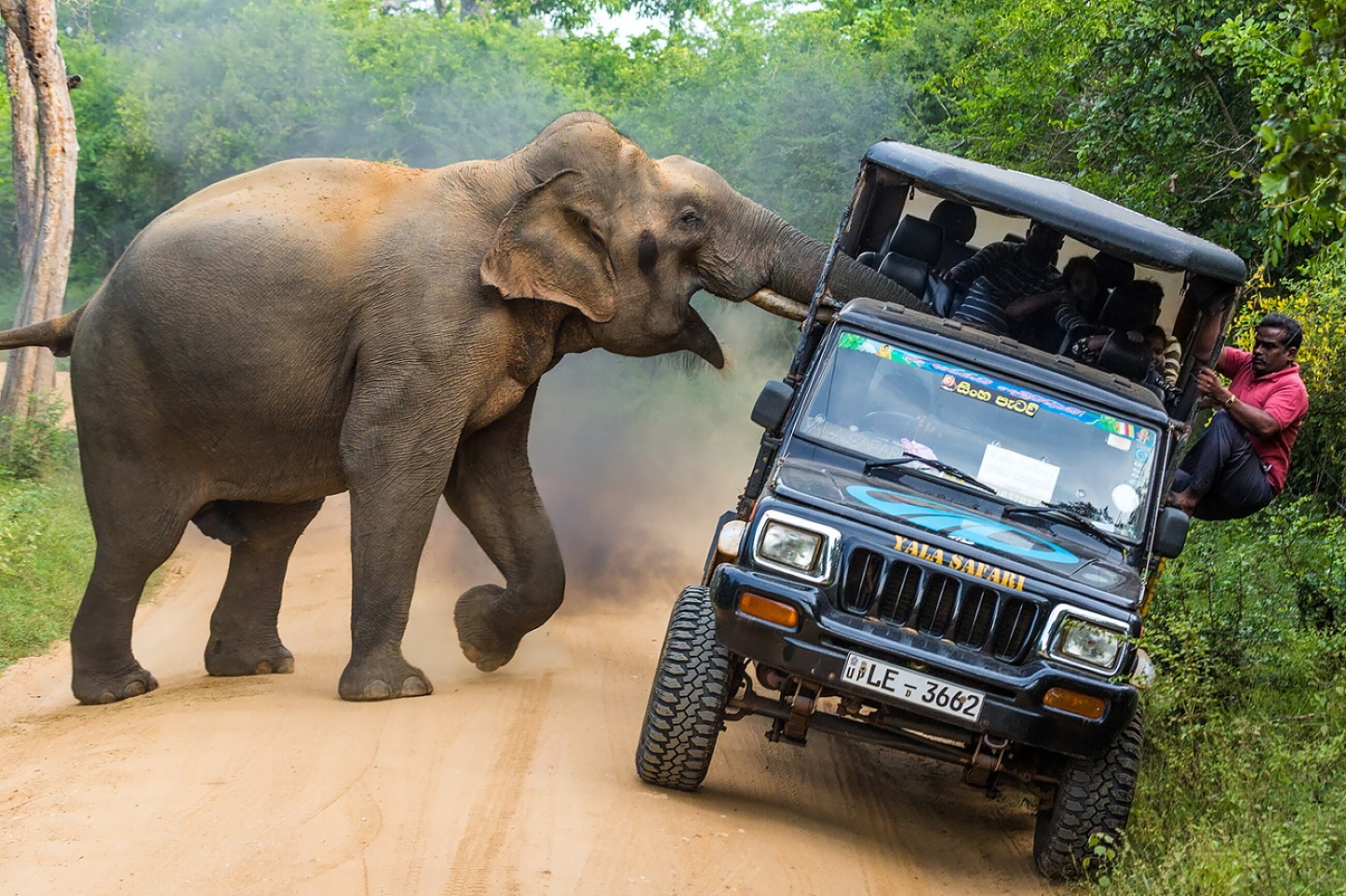 Развлечение ценою в жизнь: слон убил туристку во время сафари