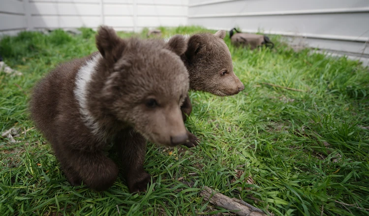 С прибавлением: в зоопарке Мариуполя подрастают медвежата